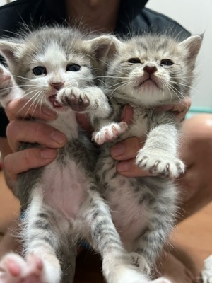 4匹の仔猫松城にて６.JPG