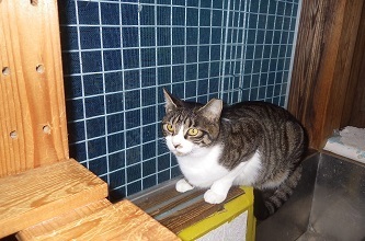 かりん.JPG