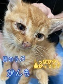 がんもサイドバー用.jpg
