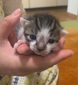 こはるの仔・はくちゃん.jpeg
