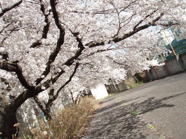 さよなら桜.jpg