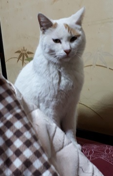しろぼんちゃん新.jpg