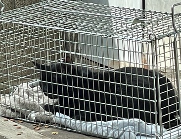 すみれちゃんと一緒の捕獲した黒猫.jpeg