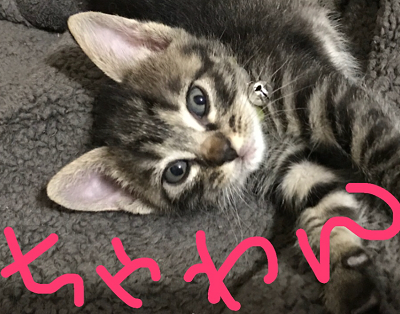 ちゃわん.png