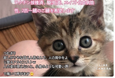 つむぎ.jpeg