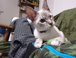 まもるくん里親さんの家で２.JPG
