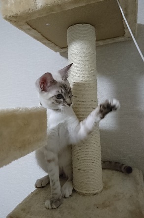 まもるくん里親さんの家で３.JPG