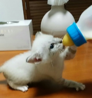 まもるくん3.jpg