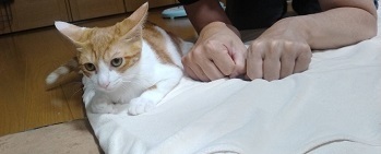 みたらしはみたらしご主人さんと一緒.jpg