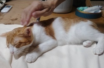 みたらしはみたらし4.jpeg