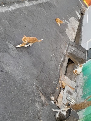 インドネシアの猫豊作.jpg