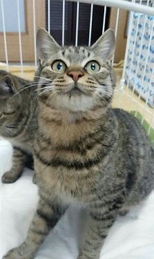 コウ君10か月・手術済.jpg