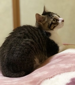 コッシー君2.jpeg