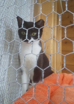 サザエ・メス・2歳位の母猫.JPG