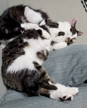 シトちゃんと上はこむぎ.jpg
