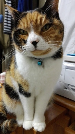 スピカちゃん２.JPG