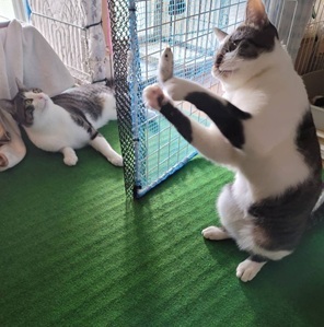 タルトとそぼろ.jpeg