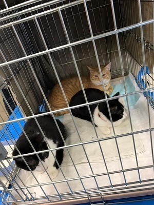 チップとデールとちゃたろう.JPG
