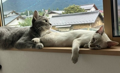 チャーリー(雫)右.jpg