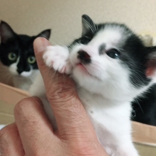 ハナポチちゃん・メス.JPG
