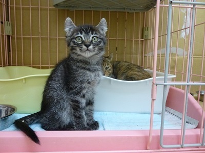 ポウ_子猫黒トラメス2か月.jpg
