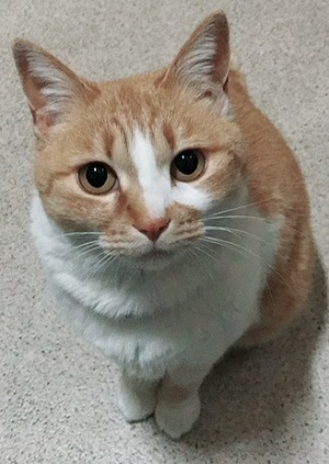 ポンっちゃん.jpeg