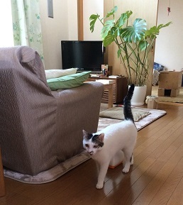 マツシロのシロ丸くん.JPG