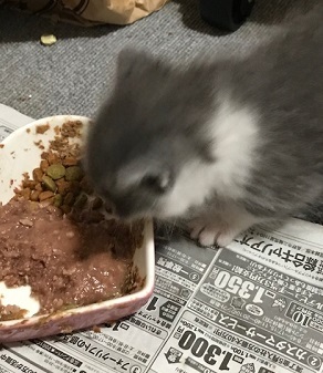 中野子猫2.jpeg