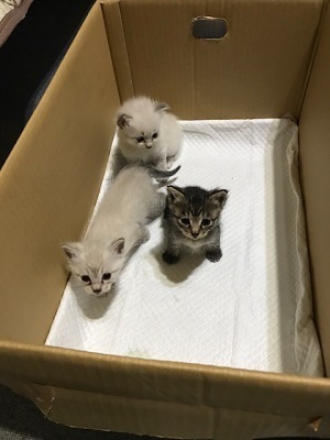 中野子猫3匹jpeg.jpeg