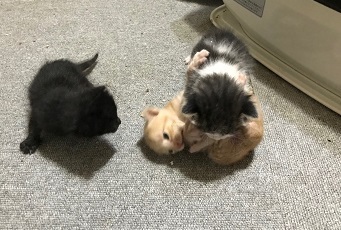 保健所からの引き取りABC.JPG