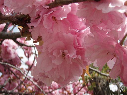 八重桜3.jpg