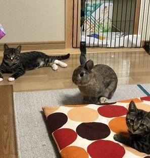 絹繭コンビとうさぎちゃん.jpg