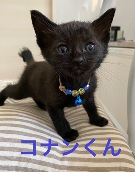 群馬・コナンくん.jpeg