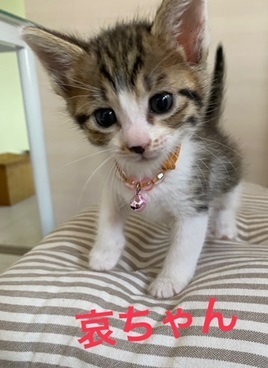 群馬・哀ちゃん.jpeg