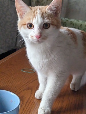 茶白ちゃん.jpg