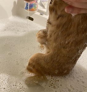 薫蔵のチャトラちゃん４.JPG