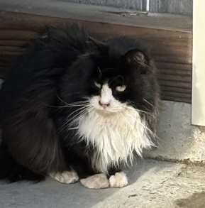 飯綱の保護猫４.jpeg