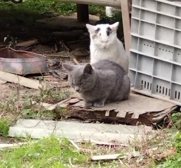高架下の仔猫達9月生まれ3.jpg