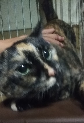 8・母猫みーちゃん・8歳2.jpg