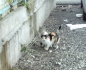 M地区のねこ.jpg