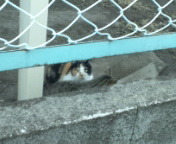M地区のねこ2.jpg