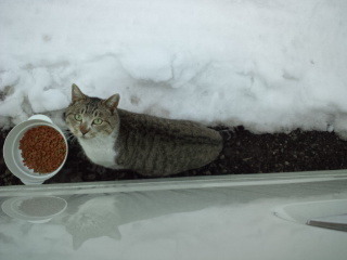 M地区の猫.jpg