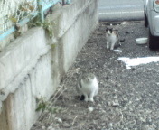 M地区の猫達.jpg