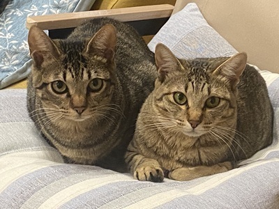 すい君とききょうちゃん.jpeg