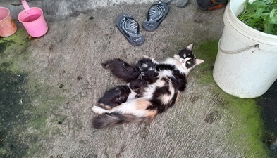 インドネシアお母さんと子猫.jpg