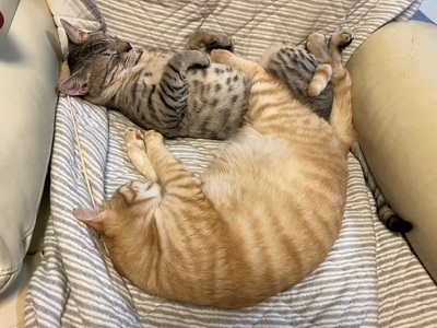 仲良くお昼寝２.JPG